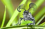 Antennae Booster  |  Methinks it has more to do with discharging a static electricity buildup (St...