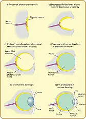 inverted retina  | &laquo; previous thread