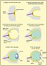 inverted retina  |  Of course it is. All experimentally-veridies science, and all electronic...