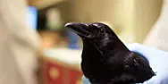 bird fun  |  I was sitting at my drafting table by the window, and a red-headed falcon (we...