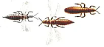 Bugs inside LCD screens  |  I assume LCD screens have to be open to the air because of atmosphericpressure...