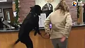 Dog likes going to vet - 26 seconds  | &laquo; previous thread