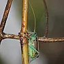 Ghostly Chorus of Crickets  | &laquo; previous thread