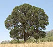 Quercus Douglasii  | &laquo; previous thread
