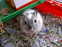 packing density of jerblets question  | next thread &raquo;