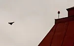 glosci kilkuset metrów? | next thread &raquo;