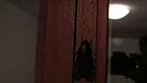 Look at what was in my bedroom !  |  NOW IT'S GETTING TRUELY CREEP ! CREEP NIGHT: Silence of the Lambs - Clarice...