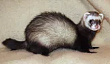 Re: Ferrite Core Shopping |  Close. The creatures are related and sound similar to the Englishnames.Dutch...