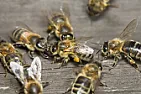 Honeybees 'Whoop'  | &laquo; previous thread