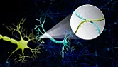 Scientists map the brain's hidden wiring using RNA barcodes in major breakthrough | next thread &raquo;