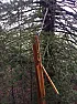 Treehouse bridge update: one section blew down in the California storms  |  The winds were vicious yeaterday. Driving back to SF, somewhere around Vallejo,...