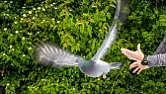 The secret to pigeons'  incredible navigation was hiding in their liver | next thread &raquo;