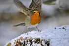 Electromagnetic noise could set European robin adrift  | next thread &raquo;