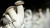 Re: Mushrooms as sensor control robot movements |   Maybe they contain magic.   I've not heard of that. Is it for anti-static...