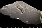 Electronic Dragonflies | &laquo; previous thread