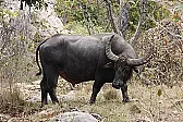Cure for bovine greenhouse gas. |  eo thets it'se'.increaseI hadn't heard that particular bit of the...