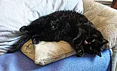 Funksteckdose  |  Hallo, ich suche eine ordentliche Funksteckdose. Es soll damit ein...