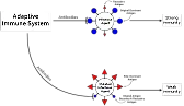 Original Antigenic Sin |  This is another well-known immunological phenomenon that has been studied for...