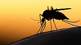 University of Oxford-Novavax Malaria Vaccine Demonstrates 77% Efficacy in Children |  Malaria has been an extraordinarily difficult challenge for vaccine development...
