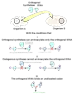 fiddled filter design  |  Natural selection is almost surely the mechanism that steers evolution, but I...