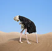 Pic of Bill Slowman (2023 Update) |   Hi,  not a hen laying square eggs but an Ostrich.  ...