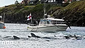 Scum on Faroe Islands at it again |  That's not what the chart says.  We just have a lot more of them now than we...