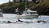Scum on Faroe Islands at it again |  Faroe Islands: Anger over killing of 1,400 dolphins in one day ...