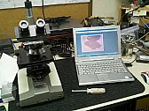 Are there bacteria inside old electrolytic capacitators ? | next thread &raquo;