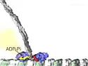 Kinesin Walking |   https://www.youtube.com/watch?v=YAva4g3Pk6k...
