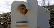 Re: Loud horn to scare squirrels  |  thesquirrelfeederseeing.  IinexpensiveSeems like you can't post to the right...