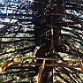 Update on the treehouse bridge in the redwoods of the Santa Cruz mountains  |  Oren wrote, on Sun, 08 Feb 2015 08:21:15 -0800: That's a good idea, to get...