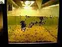 Transparent Tank. |  Idea:Make tank completely out of transparent materials, like see through...