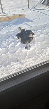 Starlink works great until the cats find out that the dish gives off a little heat on cold days. |  On Sun, 16 Jan 2022 18:26:21 GMT, Jan Panteltje    snipped-for-privacy@yahoo.com...
