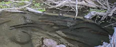 Ten 860v Electric Eels Wire Themselves In Series  | &laquo; previous thread