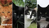 Using RF to monitor location (cat)  |  I'd like find out where my cat is when he is prowling around the...