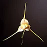 Do you like an odd flower?  |    This is so strange that I found it hard to believe, but I can't disprove...