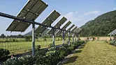 Crops under solar panels can be a win-win  |  ote: e: niptechnology.com wrote: -can-be-a-win-win/ for the amount of food...