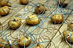 No schematic for boiled potatos  |  "The potato battery kit, which includes two metal electrodes and alligator...