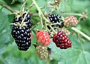 Got these from my backyard  |  Where I've picked them, they do. You can buy thornless blackberries, and...