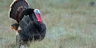 The Great Thanksgiving Hoax  |  You're right.  I was in hurry to experimentally determine if there really...