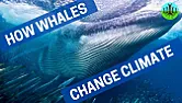 How Whales Change Climate  | next thread &raquo;