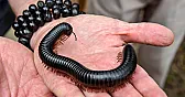 How much current to kill an insect? |  They are potentially. But the safety interlocks are quite good to stop  humans...