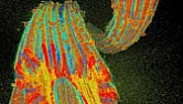 Uranium Seawater Extraction Makes Nuclear Power Completely Renewable  |  Doesn't sound necessary:...