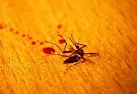 Mosquito killer |  http://www.physorg.com/news156423566.html-- Dirkhttp://www.transcendence.me.uk/...